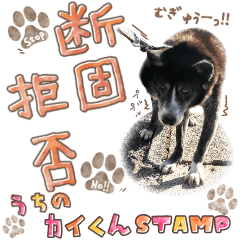 [LINEスタンプ] うちのカイくん★STAMP