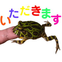 [LINEスタンプ] 可愛いツノガエル