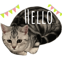 [LINEスタンプ] ジィルスタンプ④