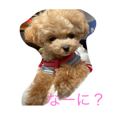 [LINEスタンプ] わわの日常1
