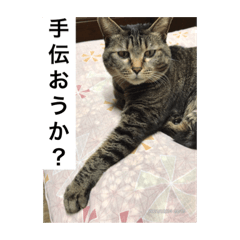 [LINEスタンプ] ニャンゴロースタンプ6
