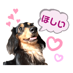 [LINEスタンプ] ミニチュアダックスのコタロー