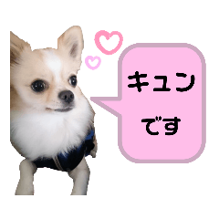 [LINEスタンプ] チワワのジャビとココとダックスのコタロー