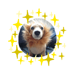 [LINEスタンプ] わんこスタンプ春