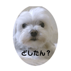 [LINEスタンプ] マルチーズのミンちゃん