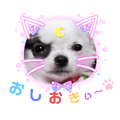 [LINEスタンプ] ☆チワワの心菜☆可愛く感情を出すスタンプ