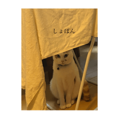 [LINEスタンプ] ねこねこにゃんこ！！！