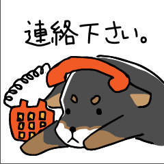 [LINEスタンプ] 少し丁寧でずっと使える黒柴