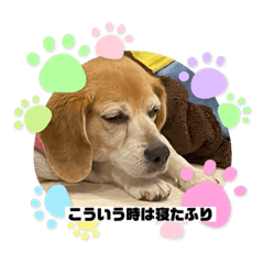 [LINEスタンプ] ビーグル♡