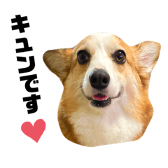 [LINEスタンプ] コーギーのBelle♪②