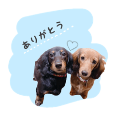 [LINEスタンプ] あずき＆こむぎ＆さくらstamp