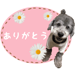 [LINEスタンプ] ジョイ@スタンプ