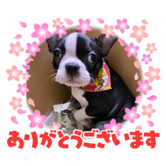 [LINEスタンプ] ちゅらとみる