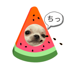 [LINEスタンプ] スムースチワワの百花 第2弾