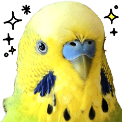 [LINEスタンプ] インコの王子様 BIG