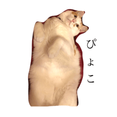 [LINEスタンプ] にこにゃんpart2
