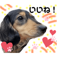 [LINEスタンプ] チョコ＆くるみ 可愛いダックスフント
