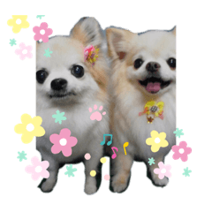 [LINEスタンプ] チワワのもも＆ティー