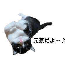 [LINEスタンプ] はちわれねこ。その2