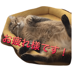 [LINEスタンプ] ニャンコの返事