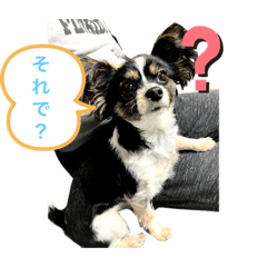 [LINEスタンプ] 私の愛するパピチワさんと豆柴さんスタンプ