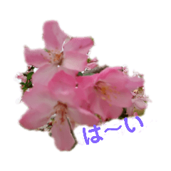 [LINEスタンプ] お花だよ✨ 2