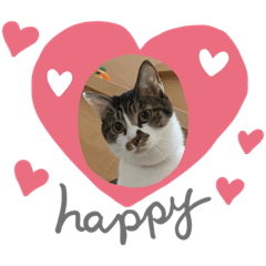 [LINEスタンプ] ジョイにゃんこ