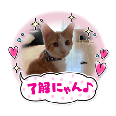 [LINEスタンプ] オリにゃんこ