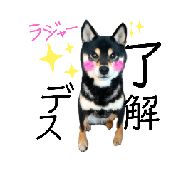 [LINEスタンプ] 柴犬 黒柴きのこの日常5 毎日使える編