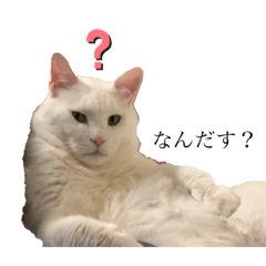 [LINEスタンプ] 猫が人間に思うこと