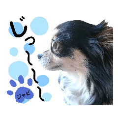 [LINEスタンプ] チワワのジャビとココに癒されたい