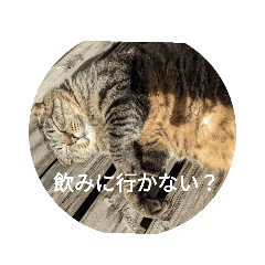 [LINEスタンプ] えりちんのお誘い