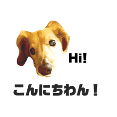 [LINEスタンプ] ダックス レイちゃん 2
