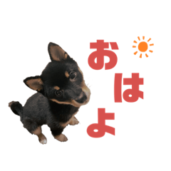 [LINEスタンプ] 豆柴ココアの挨拶スタンプ