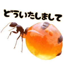 [LINEスタンプ] リアル虫だらけスタンプ