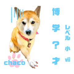 [LINEスタンプ] 四字熟語のお勉強 レベル  小 ⅶ (最終)