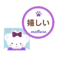 [LINEスタンプ] 【マルチーズ】のスタンプ