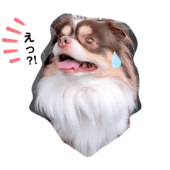 [LINEスタンプ] たれ耳チワワあさひくん。の画像（メイン）