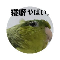 [LINEスタンプ] うちの子スタンプ2～サザナミインコ～