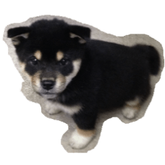 [LINEスタンプ] 黒柴・小鉄のかわいいスタンプ