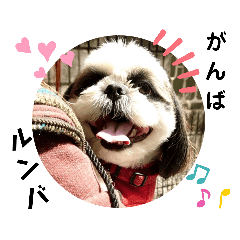 [LINEスタンプ] 我が家のシーズー犬もじゃ 20