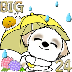 [LINEスタンプ] 【Big】シーズー犬24『梅雨』