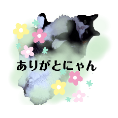 [LINEスタンプ] わたしの名前はしおんです