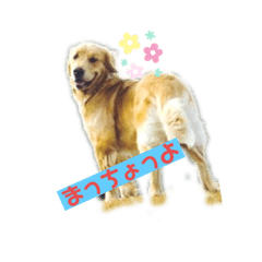 [LINEスタンプ] 鹿児島弁ゴールデンレトリバーさくちゃん