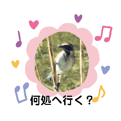 [LINEスタンプ] 写真を使って（27）の画像（メイン）