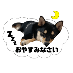 [LINEスタンプ] こむぎ様の日常