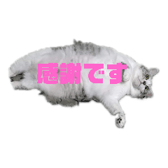 [LINEスタンプ] でかcat
