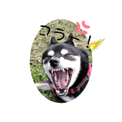 [LINEスタンプ] どうでしょうか？