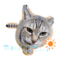 [LINEスタンプ] おねこさんず！