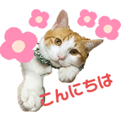[LINEスタンプ] オリにゃんこ②